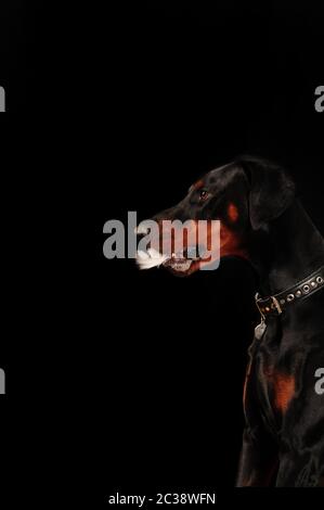 Un giovane, bella, nero e marrone Dobermann in piedi sul prato mentre  bloccato la lingua fuori e cercando felice e pla Foto stock - Alamy