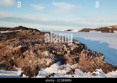 Colonie di pinguini in Antartide sulle rocce adiacenti. Foto Stock