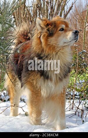 Eurasier nella neve Foto Stock