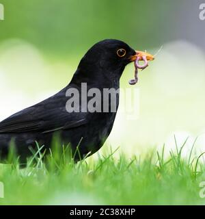 Maschio di Blackbird comune in ambiente. Il suo nome latino è Turdus merula Foto Stock