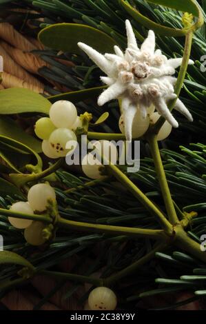 Ramo di mistletoe ed edelweiss Foto Stock