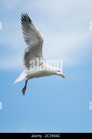 Aringa Gull in volo nel cielo. Il suo nome latino è Larus argentatus. Foto Stock