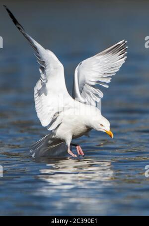 Aringa Gull in volo nel cielo. Il suo nome latino è Larus argentatus. Foto Stock