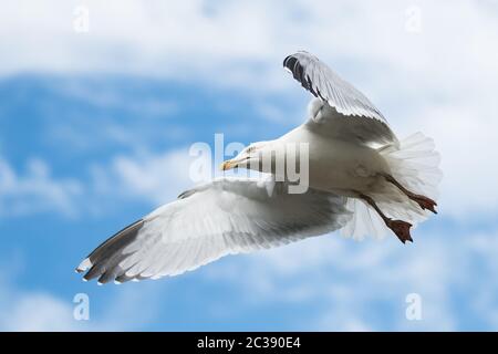 Aringa Gull in volo nel cielo. Il suo nome latino è Larus argentatus. Foto Stock