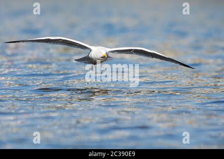 Aringa Gull in volo nel cielo. Il suo nome latino è Larus argentatus. Foto Stock