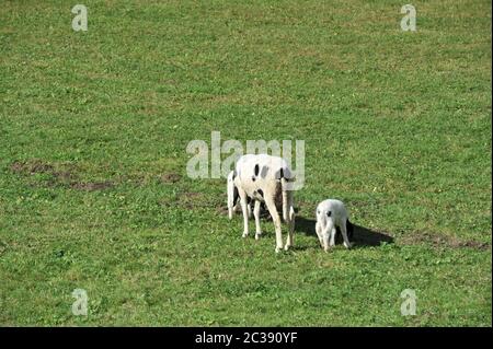 Pecore Foto Stock