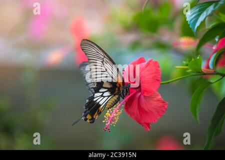 Farfalla tropicale su fiore di rosa cinese Foto Stock