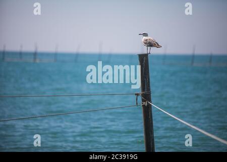 Immagine di un gabbiano in piedi su un palo da mare. Foto Stock