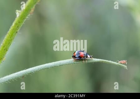 Corpo nero lucido Ladybird con quattro macchie rosse sui falletti delle ali e un contrassegno bianco su ciascun lato dietro la testa. Piccolo scarabeo che si nutre di afidi in estate Foto Stock