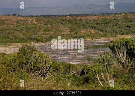 Il lago Bunyampaka è uno dei numerosi laghi di crateri di bibite che si trovano nel Queen Elizabeth National Park in Uganda. La comunità locale Kasenyi raccolto slat da e Foto Stock