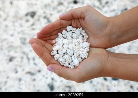 Corallo bianco sfridi che guardano come popcorn detiene da mani in Playa de Majanicho, Fuerteventura, Spagna Foto Stock