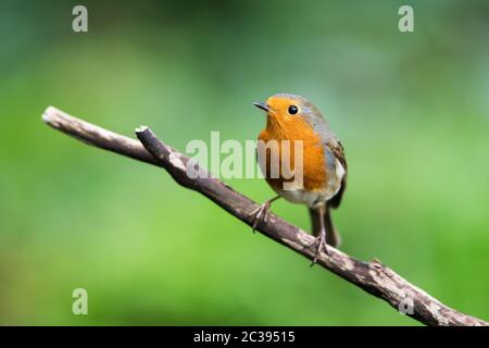 Europeo Robin nel suo ambiente. Il suo nome latino è Erithacus rufecula. Foto Stock