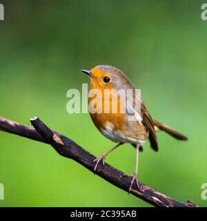 Europeo Robin nel suo ambiente. Il suo nome latino è Erithacus rufecula. Foto Stock