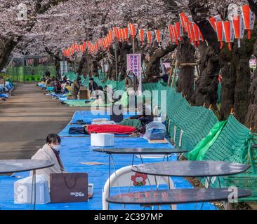 Giapponese con fiori di ciliegio che guarda un picnic all'aperto o un hanami nel Parco Ueno, Tokyo, Giappone. Foto Stock
