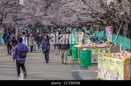 Una folla enorme di persone che si godono la fioritura dei ciliegi all'Ueno Park, Tokyo, Giappone Foto Stock