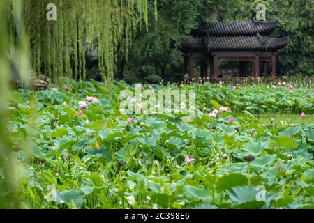 Fiori di loto nel Parco Lianhu a Xian Foto Stock