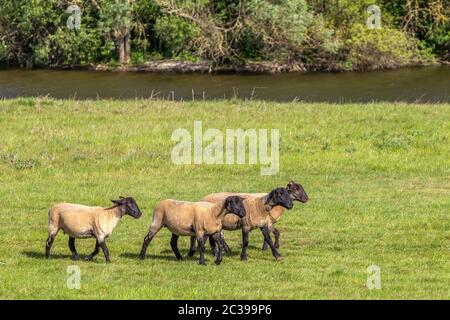 Suffolk pecore pascolo sulle pianure alluvionali vicino al fiume Nene, Northampton, Inghilterra, Regno Unito. Foto Stock