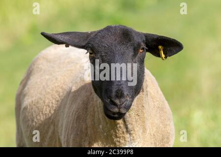 Suffolk pecore pascolo sulle pianure alluvionali vicino al fiume Nene, Northampton, Inghilterra, Regno Unito. Foto Stock