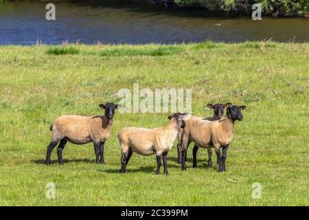 Suffolk pecore pascolo sulle pianure alluvionali vicino al fiume Nene, Northampton, Inghilterra, Regno Unito. Foto Stock