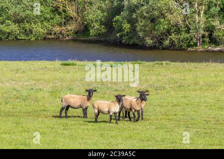 Suffolk pecore pascolo sulle pianure alluvionali vicino al fiume Nene, Northampton, Inghilterra, Regno Unito. Foto Stock