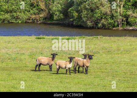 Suffolk pecore pascolo sulle pianure alluvionali vicino al fiume Nene, Northampton, Inghilterra, Regno Unito. Foto Stock