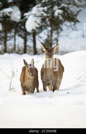 Cervi rossi, cervo elafus, scorci e polpacci che vagano attraverso la neve profonda nella foresta invernale. Concetto di famiglia animale in natura. Mammiferi selvatici a piedi in freezin Foto Stock