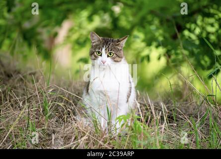 Ritratto di un tabby grigio gatto randagio con occhio verde seduto e guardando in erba, animale sfondo naturale Foto Stock