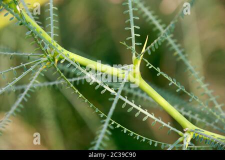 Jerusalemsdorn (Parkinsonia aculeata), Kyrenia,Girne,Türkische Republik Nordzypern Foto Stock