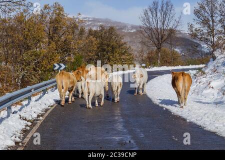 Le mucche in montagna con la neve di Sanabria, vicino al lago, Castilla y Leon, Spagna Foto Stock
