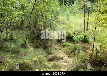 Il paesaggio di un bosco ripariale in zone umide nella regione masurian in Polonia Foto Stock