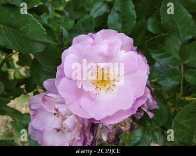 Delicato gemma di rose di blu in fiore per la tua varietà Foto Stock