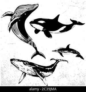 Whales Set, raccolta di diverse balene disegnate a mano. Disegni in bianco e nero di mammiferi oceanici Illustrazione Vettoriale