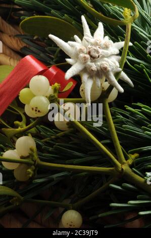 Ramo di mistletoe e fiore di Edelweiss Foto Stock
