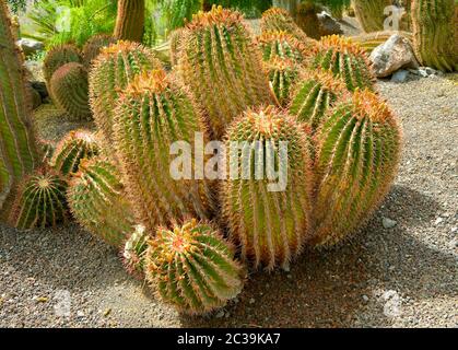Fuoco messicano Barrel Cactus nome latino Ferocactus staesii Foto Stock