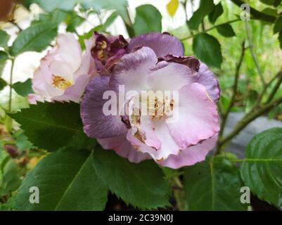 Delicato gemma di rose di blu in fiore per la tua varietà Foto Stock