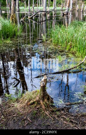 Albero abbattuto da castoro nella riserva naturale di Briesetal, in una piccola valle formata dal fiume Briese, a Birkenwerder, Brandeburgo, Germania. Foto Stock