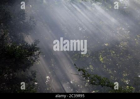 Fumo di falò che si innalza attraverso gli alberi a East Brabourne, Ashford, Kent, Inghilterra, Regno Unito Foto Stock