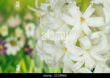 Macro Focus Stacking shot di Giacinto Foto Stock