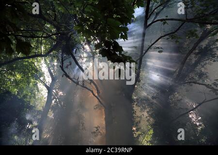 Fumo di falò che si innalza attraverso gli alberi a East Brabourne, Ashford, Kent, Inghilterra, Regno Unito Foto Stock