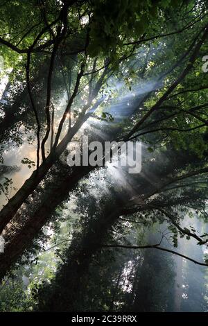 Fumo di falò che si innalza attraverso gli alberi a East Brabourne, Ashford, Kent, Inghilterra, Regno Unito Foto Stock