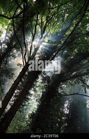 Fumo di falò che si innalza attraverso gli alberi a East Brabourne, Ashford, Kent, Inghilterra, Regno Unito Foto Stock