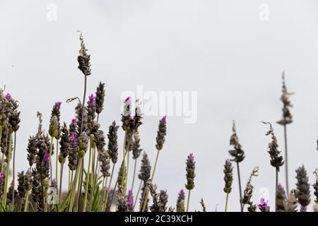 Lavanda piante aromatiche backlit oltre il cielo grigio Foto Stock