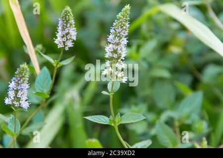 Lilla fiore della pianta di menta in giardino biologico Foto Stock