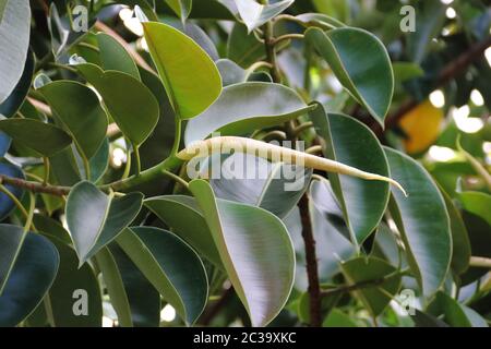 Ficus elastico albero chiamato epifiti grandi foglie verdi Foto Stock