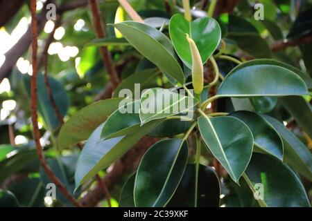 Ficus elastico albero chiamato epifiti grandi foglie verdi Foto Stock