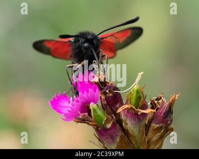 Primo piano di una farfalla che impollinava sul fiore Foto Stock