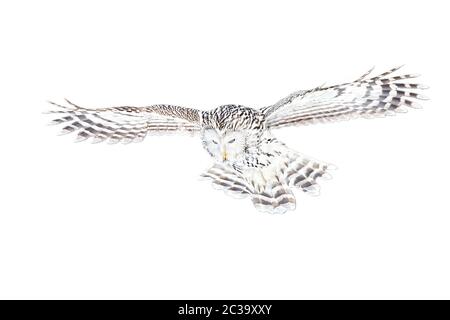 Gufo di Ural, uralensis di Strix, volante con le ali sparse largo e guardando giù isolato su sfondo bianco. Uccello selvatico con piume bianche a caccia in Europa Foto Stock