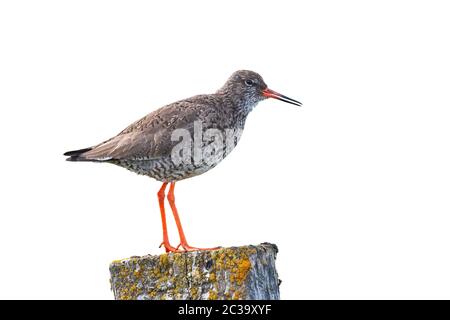 Comune, redshank tringa totanus, in piedi su un muschio coperto pole isolato bianco su sfondo bianco. Shorebird nella natura dell'Islanda, Europa, dal lato Foto Stock