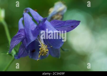 Close-up di fiori viola Foto Stock