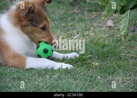 Collie cucciolo giocando sull'erba verde Foto Stock